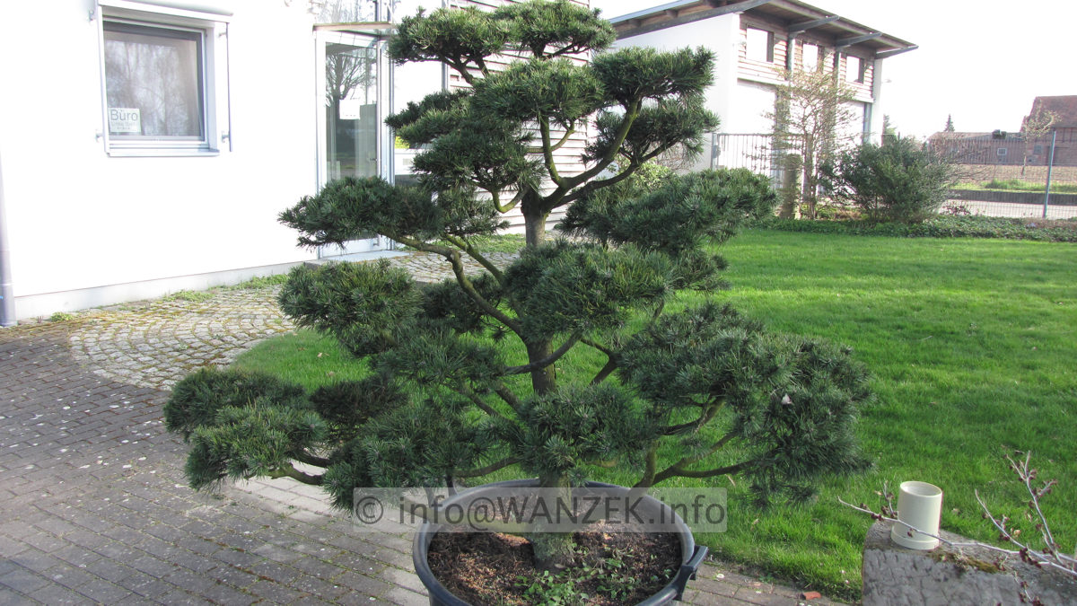Pinus contorta - Bonsai 2m 03.JPG